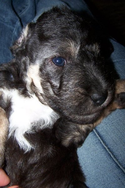 Arc-en-ciel Arlequin 06.02 (4).JPG